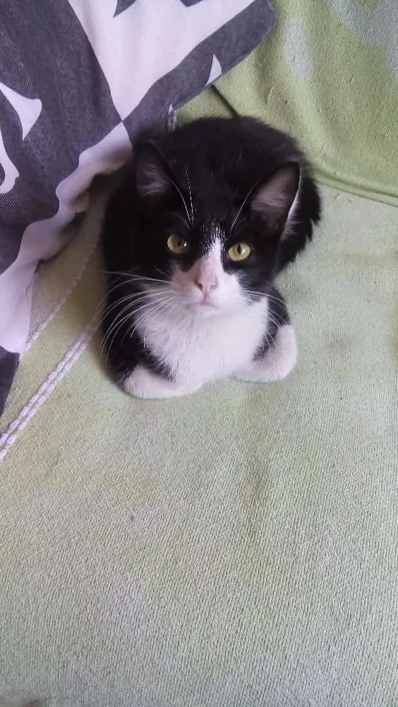 Gato ra a SRD idade 2 a 6 meses nome Tom