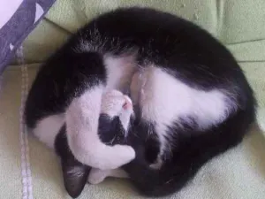 Gato raça SRD idade 2 a 6 meses nome Tom