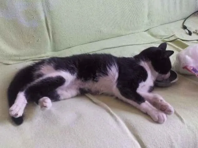 Gato ra a SRD idade 2 a 6 meses nome Tom