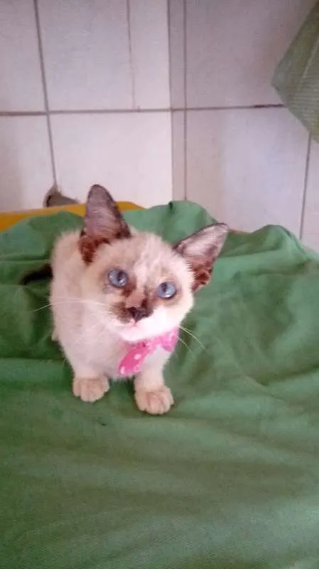 Gato ra a Mestiças idade 2 a 6 meses nome Felicidade