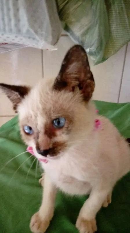 Gato ra a Mestiças idade 2 a 6 meses nome Felicidade