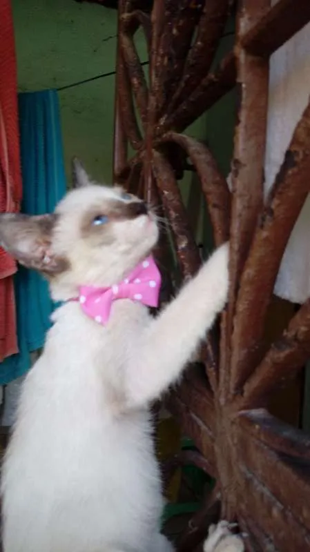 Gato ra a Mestiças idade 2 a 6 meses nome Felicidade