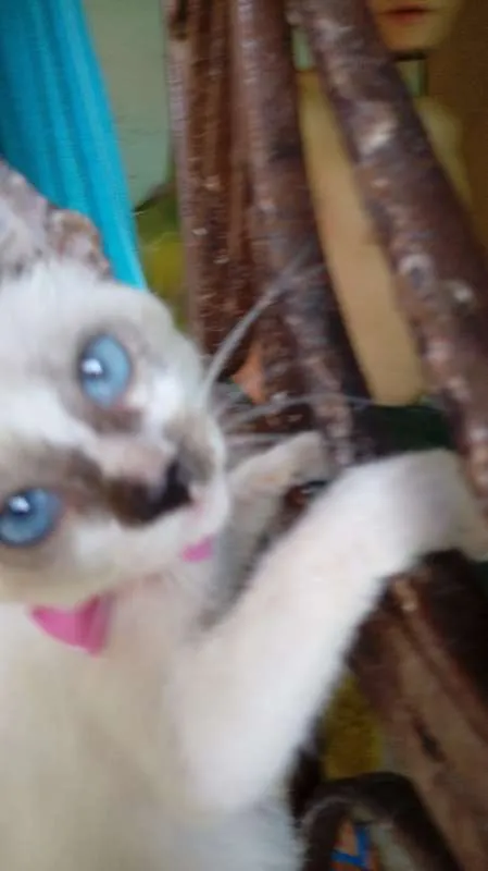 Gato ra a Mestiças idade 2 a 6 meses nome Felicidade