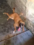 Cachorro raça Sem raça definida idade 2 anos nome Coragem