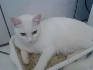 Gato raça SRD idade 1 ano nome Lua