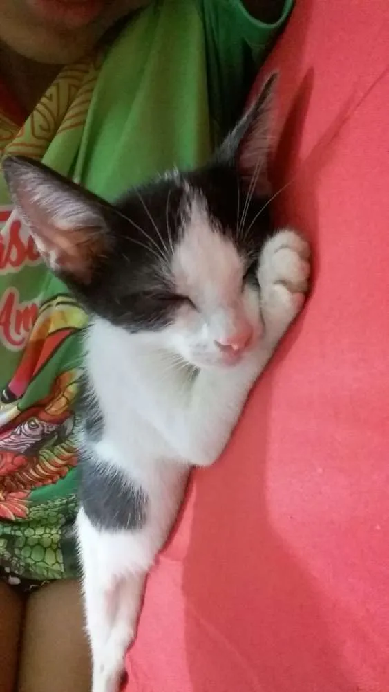 Gato raça Vira-Lata idade 2 a 6 meses nome Hercules