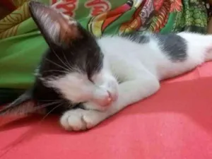 Gato raça Vira-Lata idade 2 a 6 meses nome Hercules
