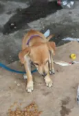 ESTRELA