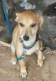 ESTRELA