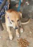 ESTRELA