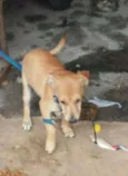 ESTRELA