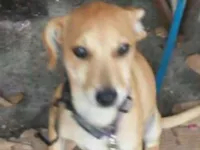 Cachorro raça SRD idade 2 a 6 meses nome ESTRELA