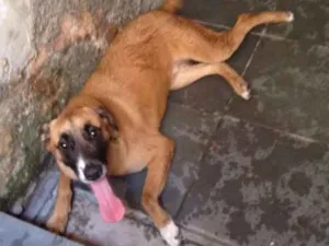 Cachorro raça Sem raça definida idade 2 anos nome Coragem