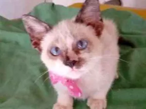 Gato raça Mestiças idade 2 a 6 meses nome Felicidade