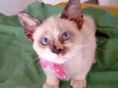 Gato ra a Mestiças idade 2 a 6 meses nome Felicidade