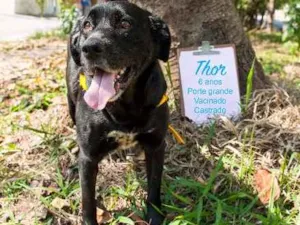 Cachorro raça srd idade 5 anos nome Thor