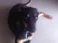 Tasha