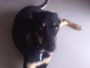 Cachorro raça Vira lata idade 2 anos nome Tasha