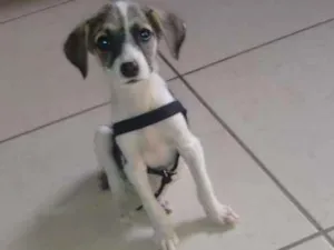 Cachorro raça Viralata idade Abaixo de 2 meses nome Ainda não tem