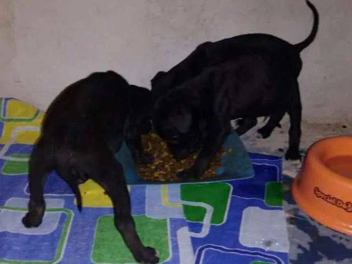 Cachorro ra a Indefinisa idade Abaixo de 2 meses nome ....