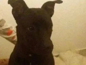 Cachorro raça American Staff. Terrier idade 3 anos nome Kali