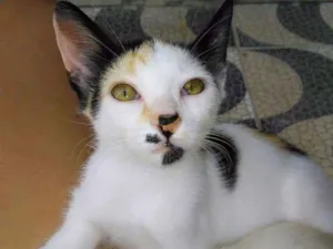 Gato raça Siamês  idade 2 a 6 meses nome Se nomes 