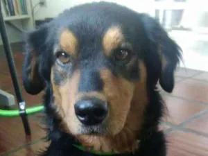 Cachorro raça SRD idade 2 anos nome Maradona