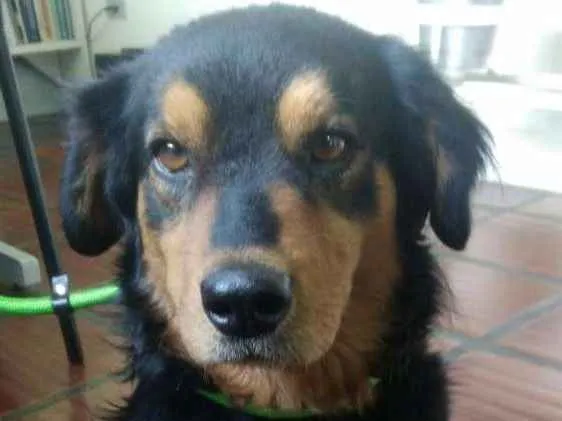 Cachorro ra a SRD idade 2 anos nome Maradona