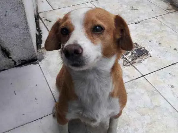 Cachorro ra a SRD idade 4 anos nome Menina