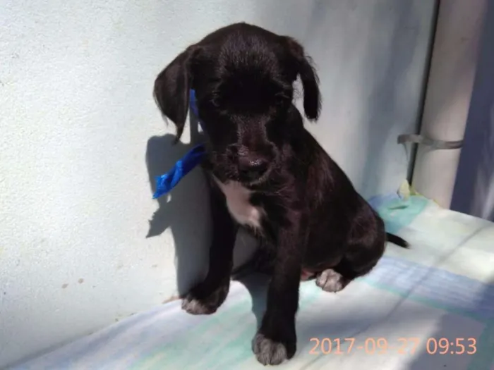 Cachorro ra a Sem Raça Definida idade 2 a 6 meses nome Filhote Macho