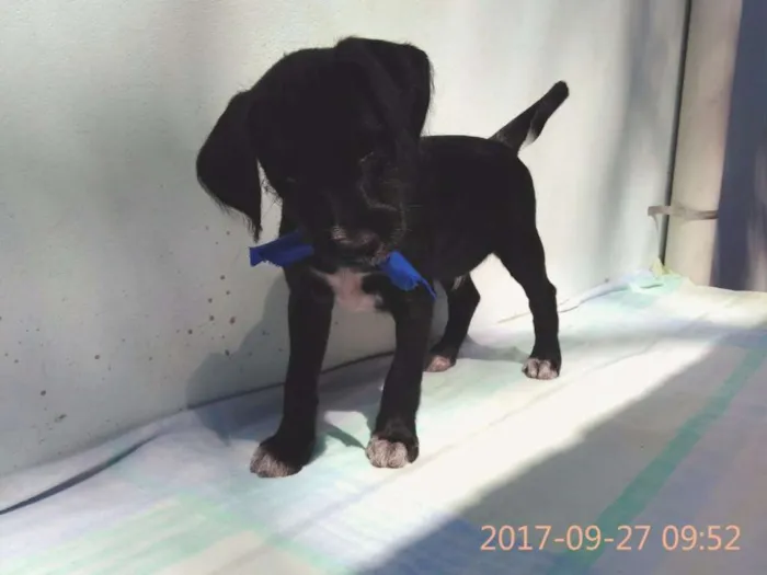 Cachorro ra a Sem Raça Definida idade 2 a 6 meses nome Filhote Macho