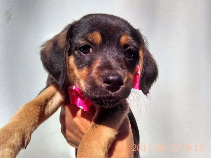 Cachorro ra a Sem Raça Definida idade 2 a 6 meses nome Filhote-Fêmea 1