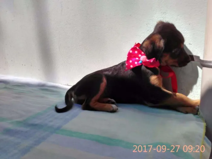 Cachorro ra a Sem Raça Definida idade 2 a 6 meses nome Filhote-Fêmea 1