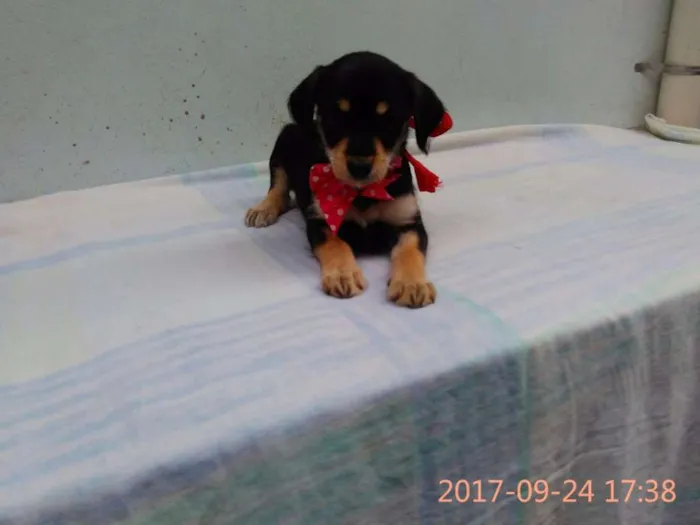Cachorro ra a Sem Raça Definida idade 2 a 6 meses nome Filhote-Fêmea 1