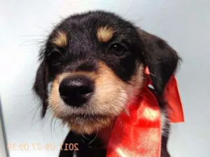 Cachorro raça Sem Raça Definida idade 2 a 6 meses nome Filhote-Fêmea 2