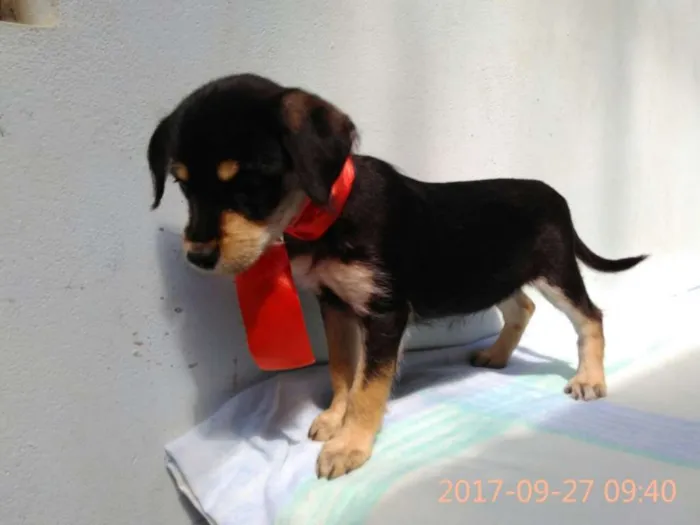 Cachorro ra a Sem Raça Definida idade 2 a 6 meses nome Filhote-Fêmea 2