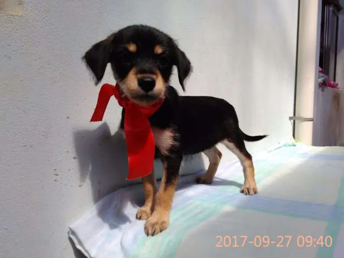 Cachorro ra a Sem Raça Definida idade 2 a 6 meses nome Filhote-Fêmea 2