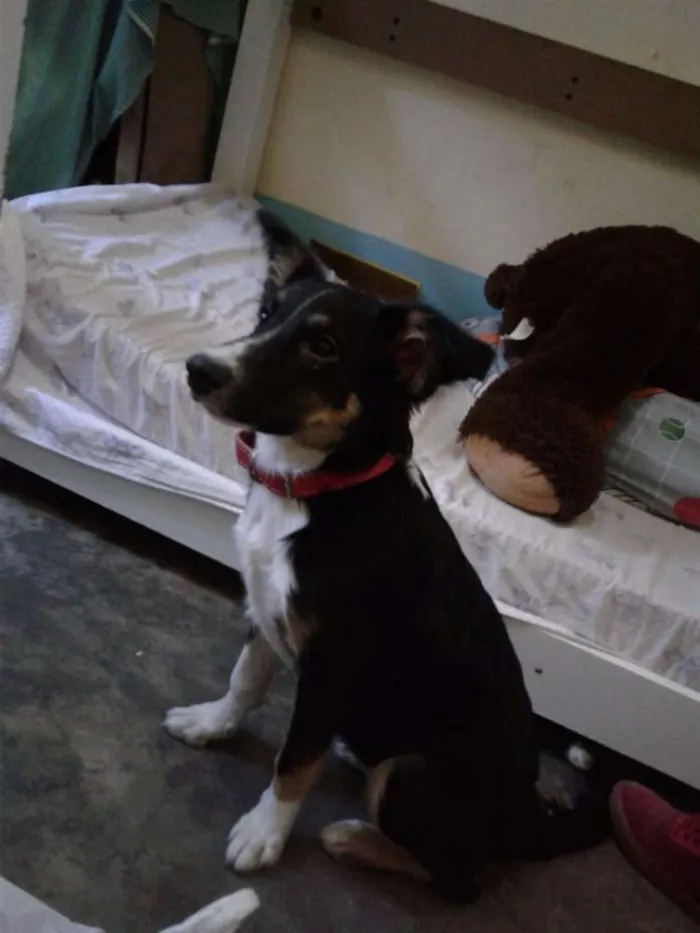 Cachorro raça Bernese Mountain idade 1 ano nome Bid