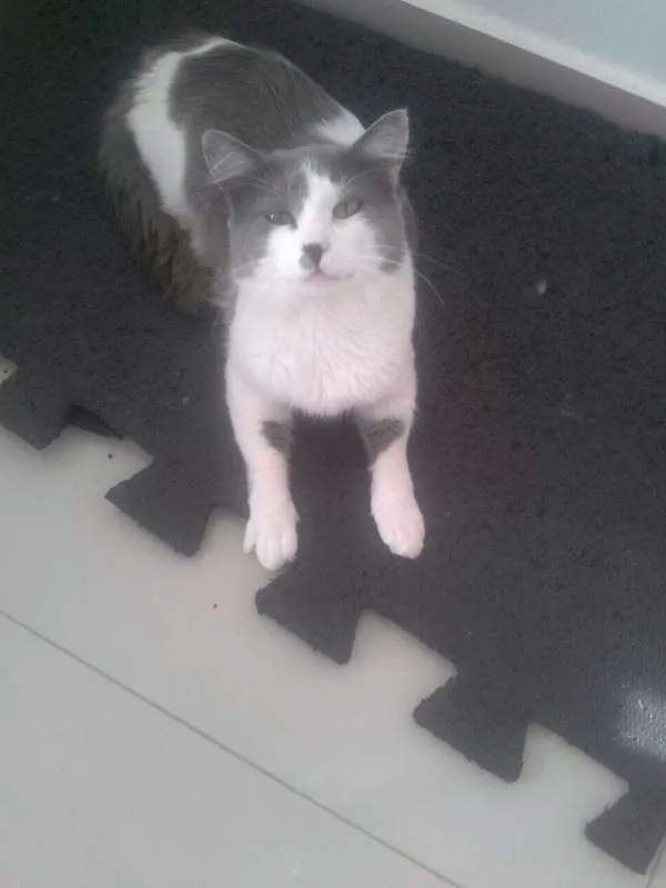 Gato raça guara idade 2 anos nome Square