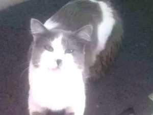 Gato raça guara idade 2 anos nome Square