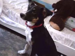 Cachorro raça Bernese Mountain idade 1 ano nome Bid