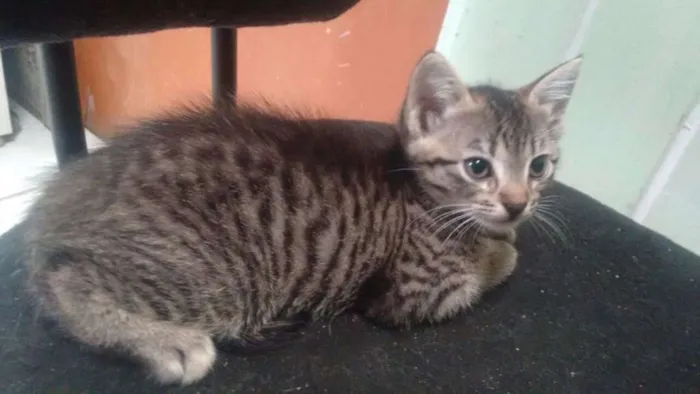 Gato ra a SRD idade Abaixo de 2 meses nome Tigrinha