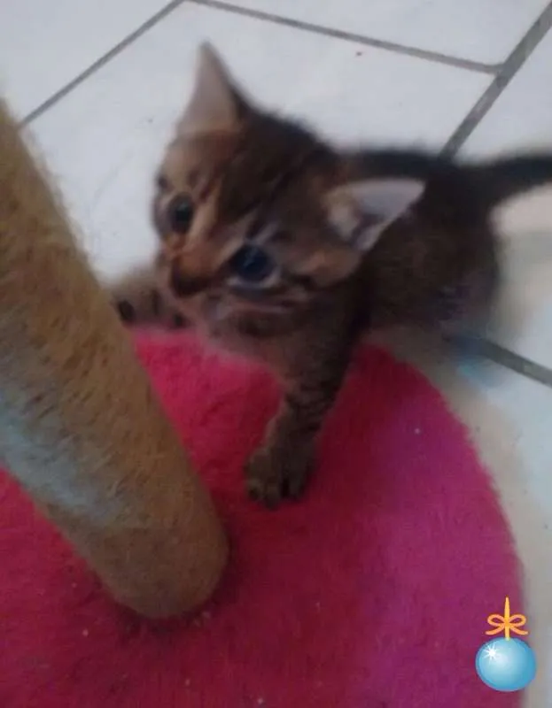 Gato ra a SRD idade Abaixo de 2 meses nome Tigrinha