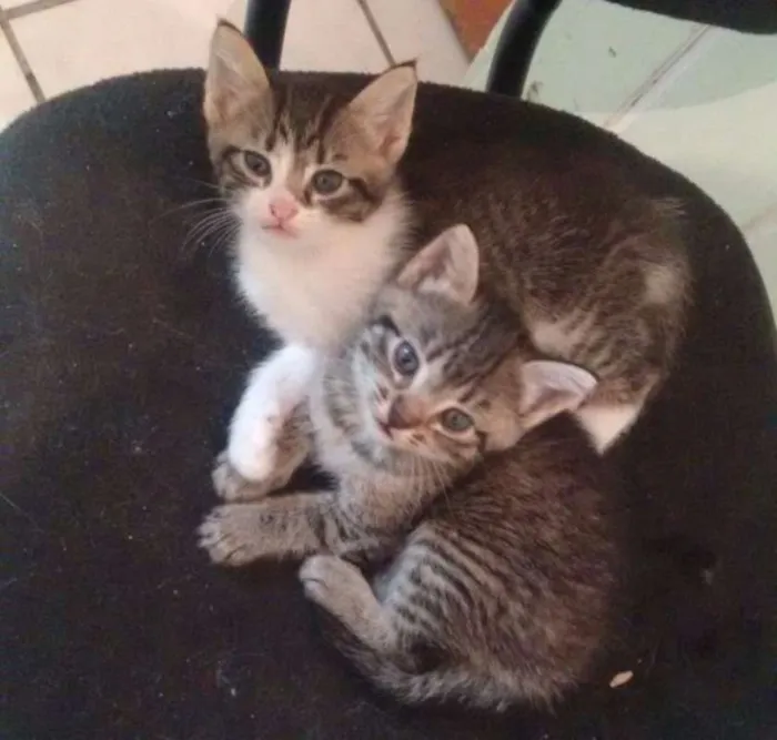 Gato ra a SRD idade Abaixo de 2 meses nome Tigrinho