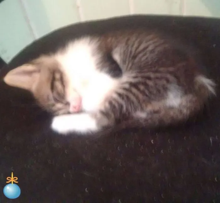 Gato ra a SRD idade Abaixo de 2 meses nome Tigrinho