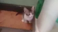 Tigrinho