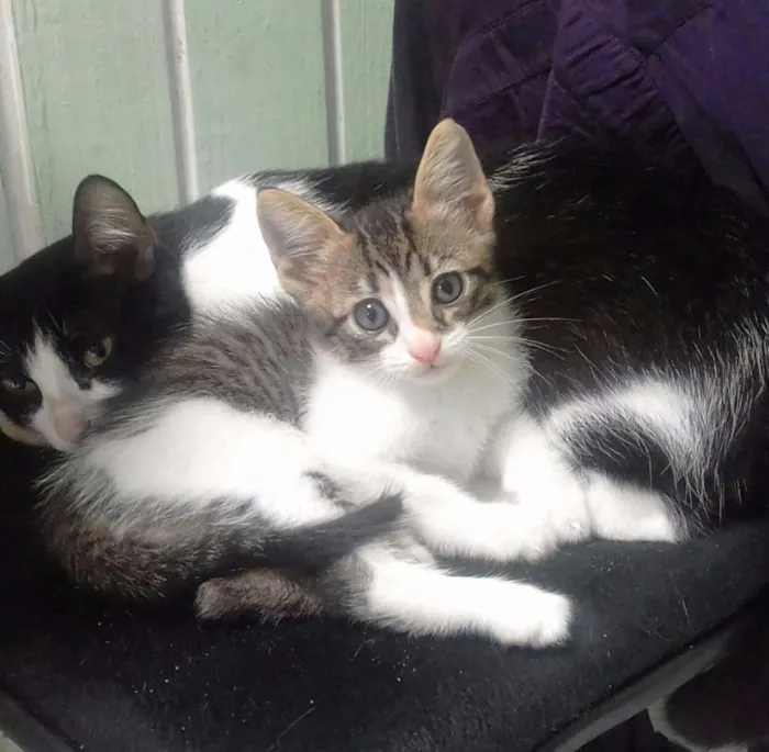 Gato ra a SRD idade Abaixo de 2 meses nome Tigrinho