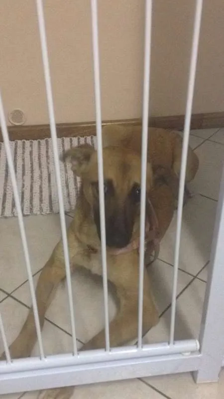 Cachorro ra a SRD idade 4 anos nome Marronzinho