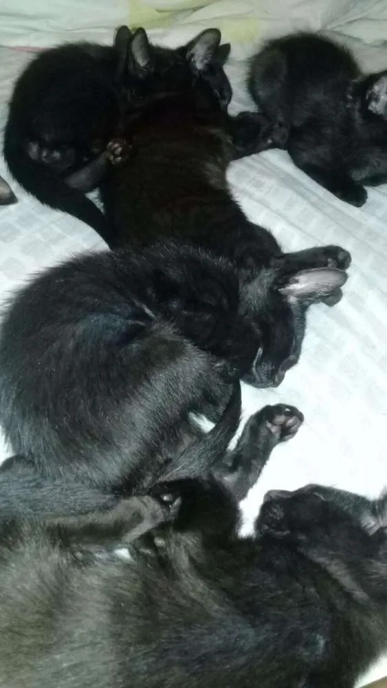 Gato ra a Não sei idade 2 a 6 meses nome Sem nome