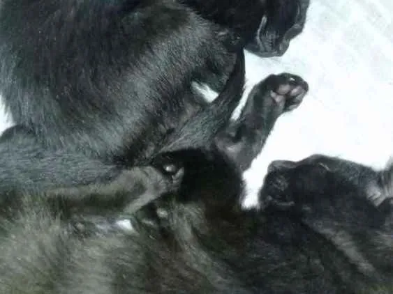 Gato ra a Não sei idade 2 a 6 meses nome Sem nome